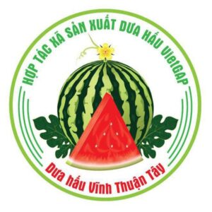 In tem dưa hấu Vietgap