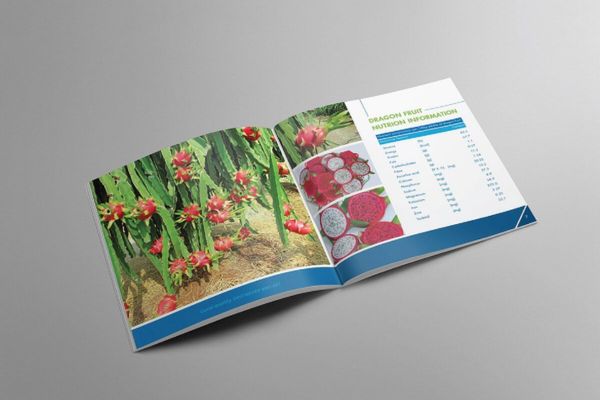 Mẫu catalogue nông sản đẹp, in chất lượng cao tại Hà Nội