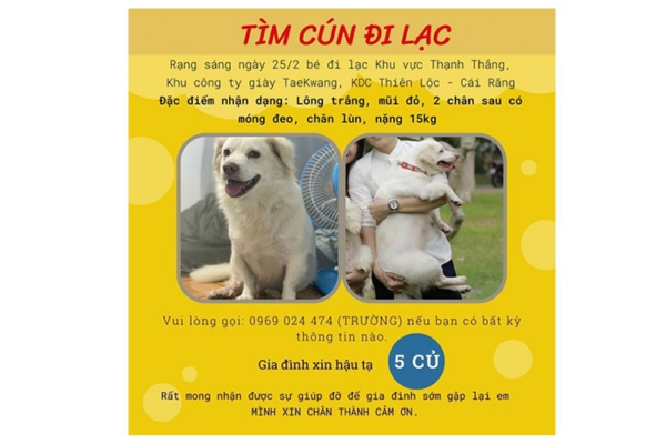 Mẫu tờ rơi tìm chó lạc thiết kế đơn giản, in nhanh