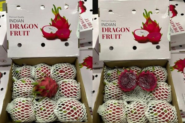 In Hoa Long nhận In thùng carton đựng thanh long giá rẻ