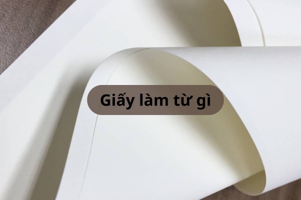 Giấy làm từ gì và những nguyên liệu sản xuất phổ biến