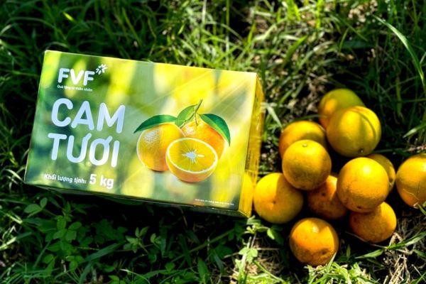 Mẫu hộp carton đựng cam đẹp, chuyên nghiệp